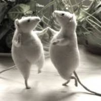 dansende mus